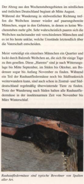 Faltblatt 'Die Rauhautfledermaus' (Seite 4)